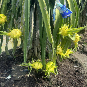 Yellow Dragon Fruit (1)