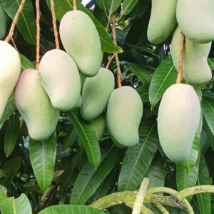 Small seed Mangoes