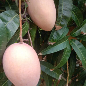 Pinky Elephant Mangoes (1)
