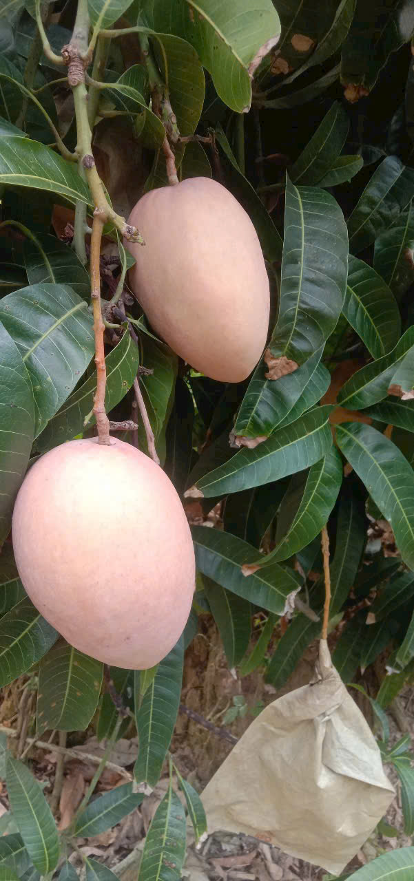 Pinky Elephant Mangoes (1)