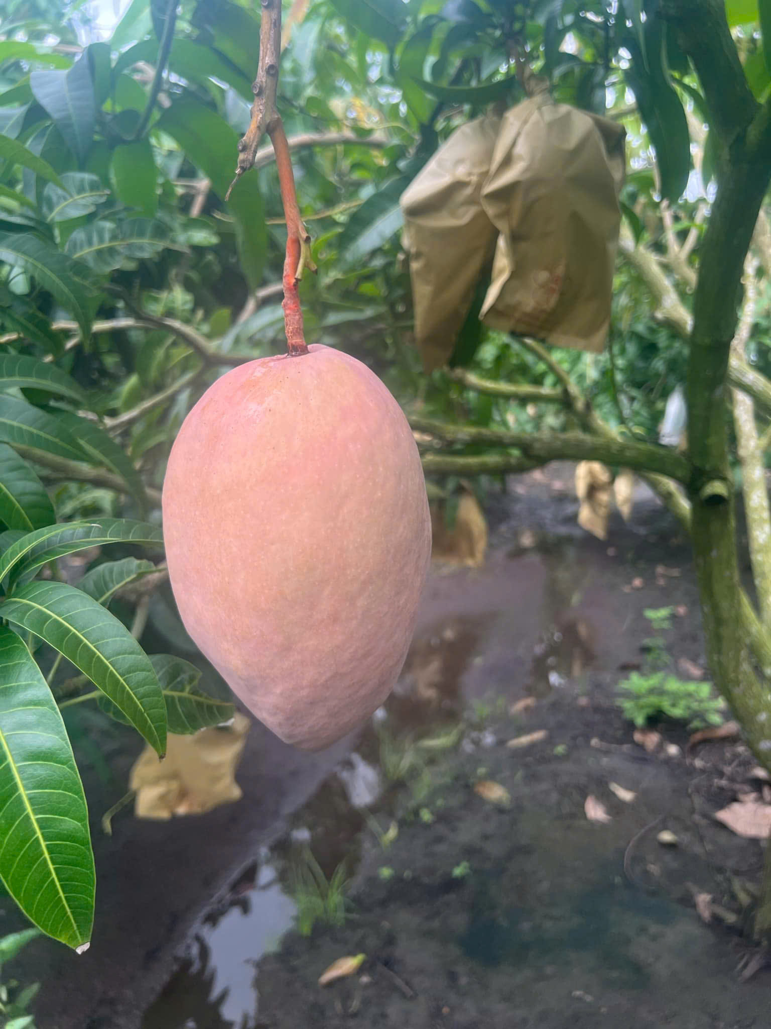 Pinky Elephant Mangoes (2)
