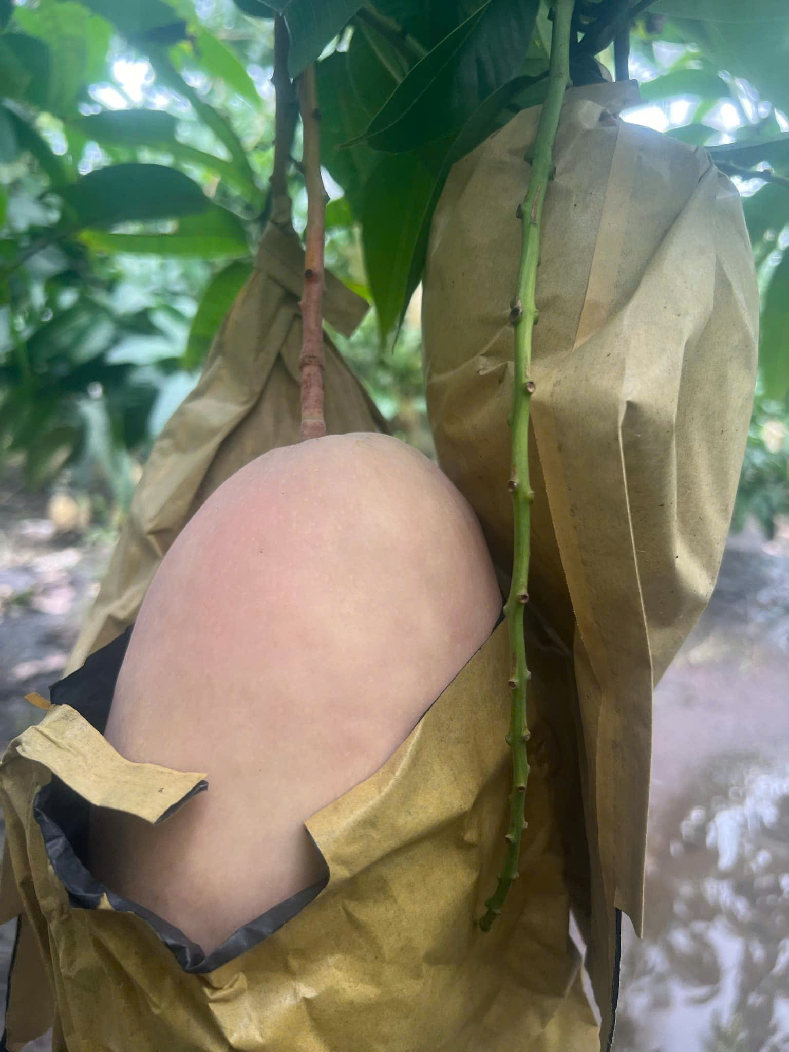 Pinky Elephant Mangoes (3)