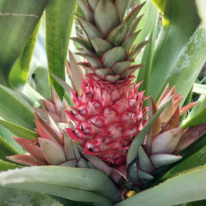 Pineapple Red Sprout