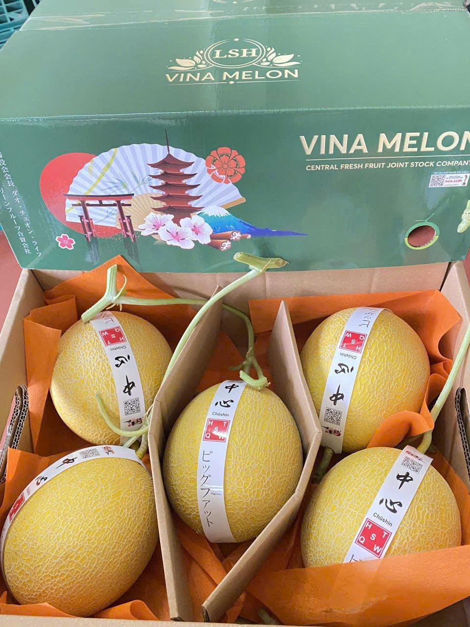 Vina Melon (1)