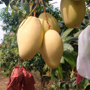 Yellow Keo Mangoes