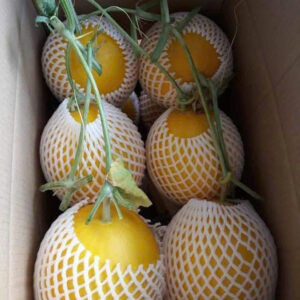 Yellow Melons (1)