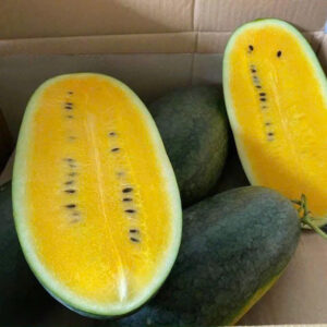 Yellow Watermelons (1)